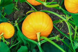There are many different varieties and types of squash. The Best Companion Plants For Zucchini And Squash