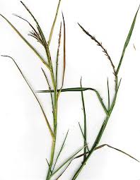 Image result for Andropterum