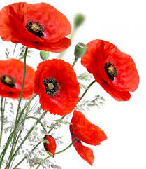 Image result for Poppy Red 1999 AAV