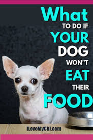 What To Do If Your Dog Won T Eat Their Food In 2020 Dogs Your Dog Chihuahua Owner