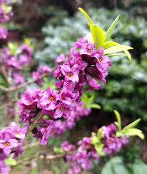 Image result for Daphne mezereum