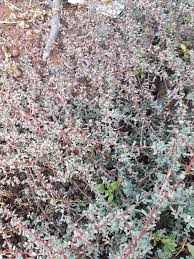 Image result for Suaeda vermiculata