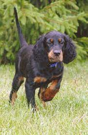 We did not find results for: Nodrog Gordon Setter Club Of Michigan Gordon Setter Setter Puppies Beautiful Dog Breeds