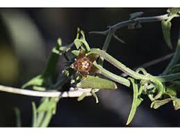 Image result for Hippocratea parvifolia