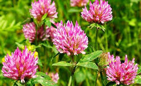 Rotklee Ein Echtes Multitalent Roter Klee Pflanzen Essbare Pflanzen