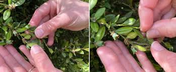 Image result for caterpillar box tree moth inside buxus plant