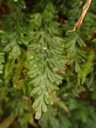 Image result for Hymenophyllum capillare