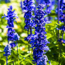 The october birth flowers are the marigold and cosmos. What Are The July Birth Flowers Larkspur The Water Lily