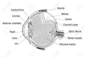 Pin On Pharmacy Anatomy