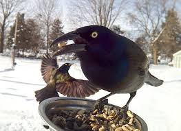 For information on sponsorship, contact matt hunter at. Michigan Backyard Birds Pose For Motion Activated Camera Mlive Com