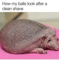 Red bumps, called folliculitis, can also crop up after. 25 Best Shaved Balls Memes Coed Memes Balls Memes