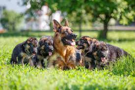 How To Take Care Of Newborn German Shepherd Puppies And Mother