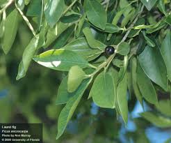 Image result for Fuirena microcarpa
