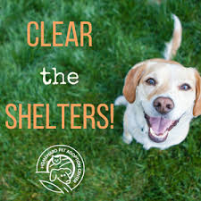 Located in woodinville, homeward pet finds new homes for over 1600 cats and dogs. Homeward Pet Help Clear The Shelters