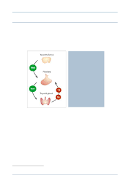 The hypothalamus is responsible for managing your pituitary gland then releases tsh, or thyroid stimulating hormone. Suu Alm Del 2017 18 Bilag 445 Orientering Om Offentliggorelse Af Rapporten Eftersyn Af Tilbud Til Patienter Med Lavt Stofskifte Fra Sundhedsministeren
