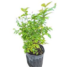 Image result for Thunbergia laborans