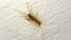 Can you see house centipedes in your basements? Michigan House Centipedes Why You Shouldn T Kill Them