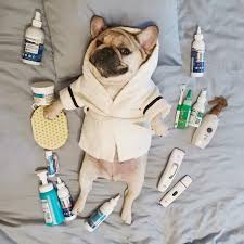 Koji (little one) is a male dog of breed french bulldog (born january 14, 2015). Usd 52 87 Big Health Gown Lady Gaga Loves Dog With Dog Dress Fight Sokki Bago Pet Tide Bathrobe Wholesale From China Online Shopping Buy Asian Products Online From The Best