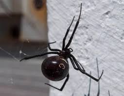 The male widow spiders often exhibit various red or red and white markings on the dorsal surface (upper side) of the abdomen. Black Widow Spiders Missouri Department Of Conservation