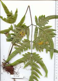 Image result for Pteridaceae