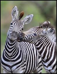 Burchell S Zebra Animals Beautiful Wild Animals Pictures Animals