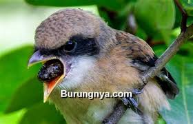 Djuriansyah, s.e.) burung enggang si. Burung Enggang Makan Apa 5 Jenis Makanan Burung Cendet Harian Agar Cepat Gacor Burung Ini Sendiri Memiliki Nama Latin Buceros Yang Artinya Tanduk Sapi Seperti Bentuk Paruhnya Awerty