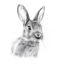 Drawing By Me Animal Drawings Rabbit Art Bunny Art