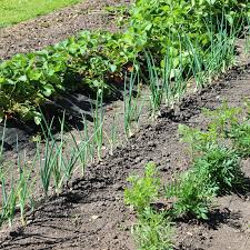 Carrot Companion Plants: 30 Companions to Help Carrots Grow – Gardeners  Basics