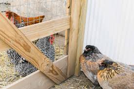 These large diy chicken brooders work super great! Diy Chick Brooder Box Ideas Frenchie Farm Chickens