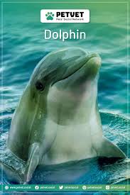 My Spirit Animal Is A Dolphin In 2020 Pets Spirit Animal My Spirit Animal