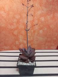 Image result for Kalanchoe humilis