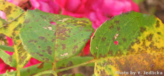 Learn to identify the insects on your rose bushes so you can target the pests. Rose Diseases Rosedisease Nebraska Extension In Lancaster County