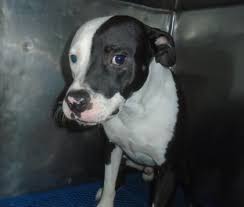 6 Month American Pitbull Terrier Black And White Pin On Adoptable Dogs Urgent