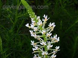 Image result for Hebenstretia