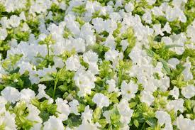Image result for Torenia thouarsii
