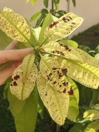 Mango Tree Disease 278302 Ask Extension