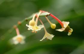 Image result for Phyllanthus parvulus