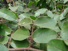 Image result for Rourea