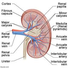 Blood vessels in parenchy… category: 170 Kidney Diagram Anatomy Ideas Anatomy Anatomy And Physiology Kidney