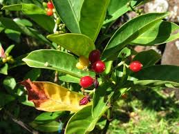 Image result for Psychotria moninensis