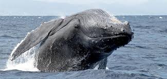 RÃ©sultats de recherche d'images pour Â«Â baleinesÂ Â»