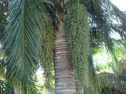 Image result for Pseudophoenix