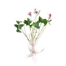 Image result for Oxalis latifolia