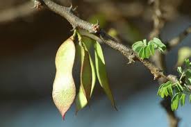 Image result for Acacia mellifera