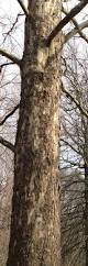 Image result for tree bark