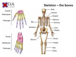 Highlighted bones of woman at physiotherapist. Bones Joints And Muscles Ppt Download