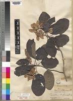 Image result for Carpodiptera africana