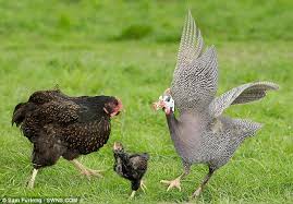 January 3, 2019 marilyn williams my pet bird stories 8. Pin On For The Farm