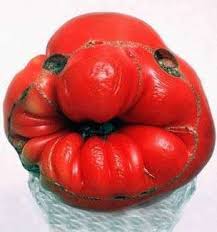 En Images La Revanche Des Fruits Et Legumes Moches Fruits Et Legumes Idee Legume Fruits