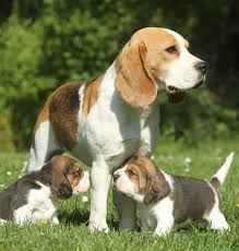 Search our free beagle dog classifieds ads by owner. The Beagle Your Helpful Dog Breed Information Center